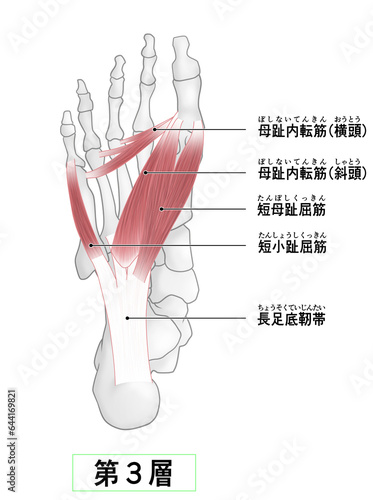 足裏の骨と筋肉のシンプルなイラスト photo