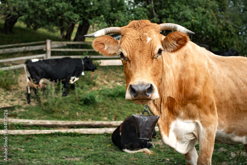 Portrait of a brown cow with a bell and horns, on a pasture, near a wooden fence, black cows and green trees, looking at the camera, sunny weather, natural light, paste text