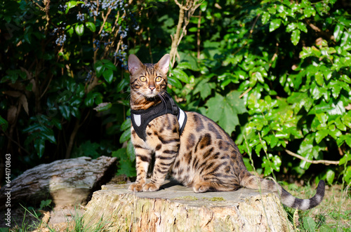 bengal cat in the forest