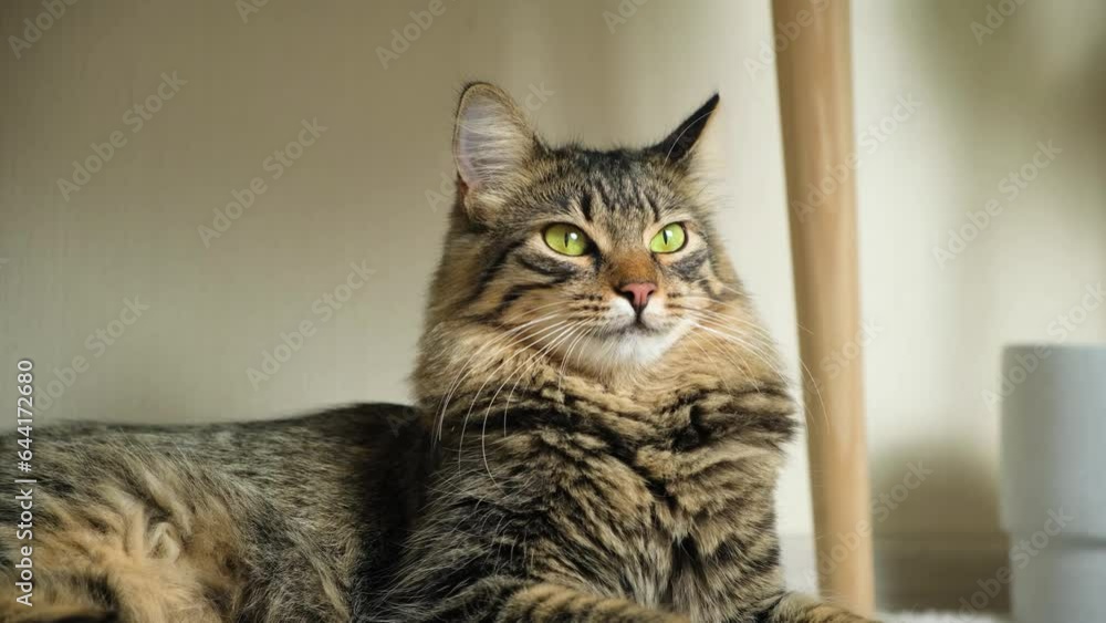 Portrait of a calm domestic cat looking around and wiggling its ears at home. Portrait of a calm domestic cat looking around and wiggling its ears at home.