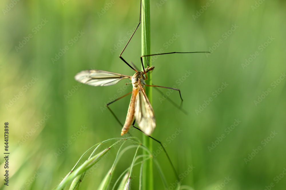 Close up of a snark ,Tipuloidea, with long legs and wings, against a green background in nature Close up of a snark ,Tipuloidea, with long legs and wings, against a green background in nature
