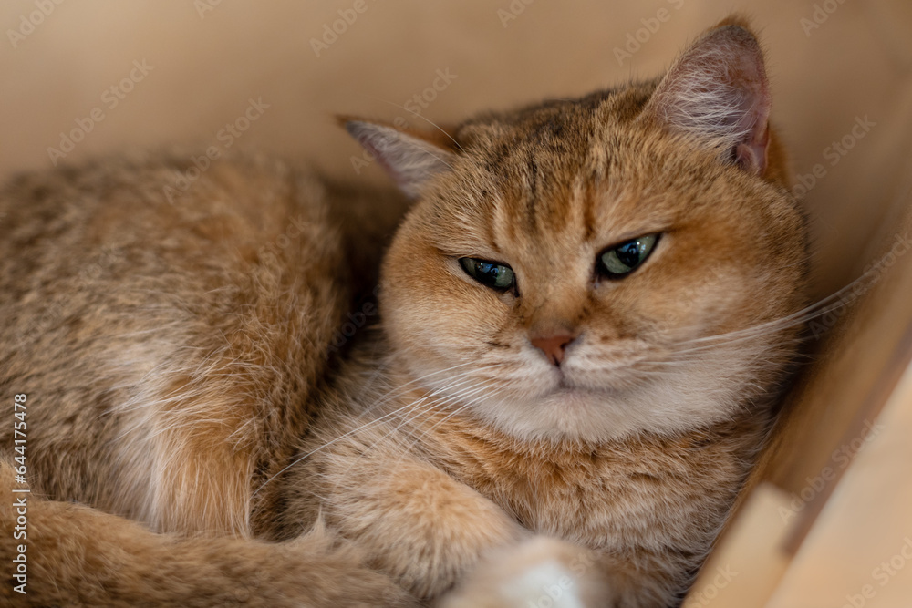 Portrait of a British Shorthair cat (Golden Chinchilla)