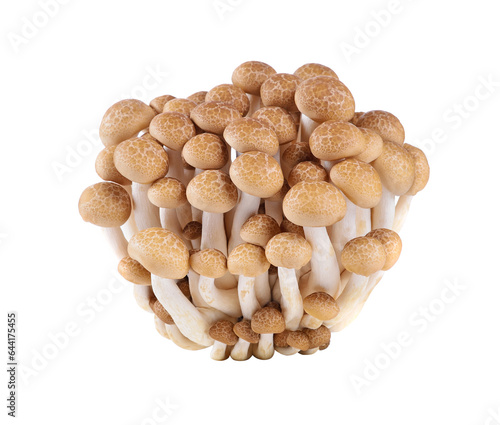 brown beech mushroom transparent png photo