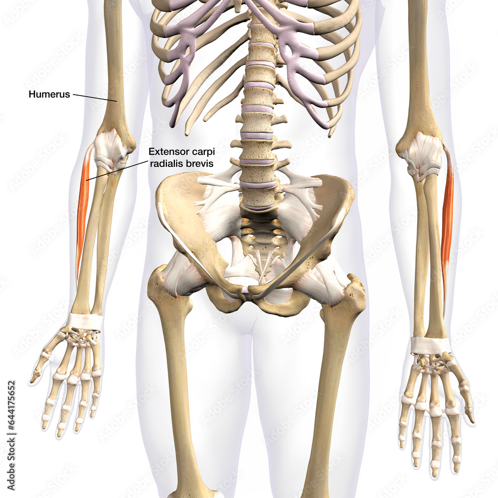 Lower Arm Extensor Carpi Radialis Brevis Muscles Isolated on Male Human Skeleton, Labeled 3D Rendering on White Background Lower Arm Extensor Carpi Radialis Brevis Muscles Isolated on Male Human Skeleton, Labeled 3D Rendering on White Background
