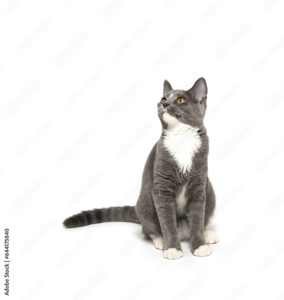 Gray and white kitten sitting and looking isolated on white background Gray and white kitten sitting and looking isolated on white background