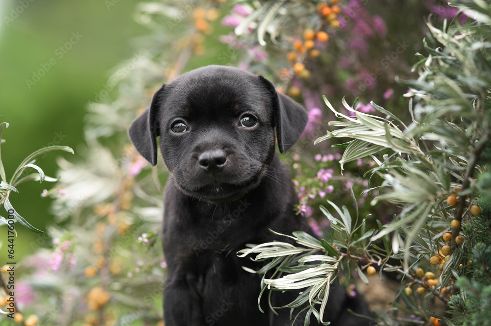 black staffordshire bull terrier puppy portrait outdoors black staffordshire bull terrier puppy portrait outdoors