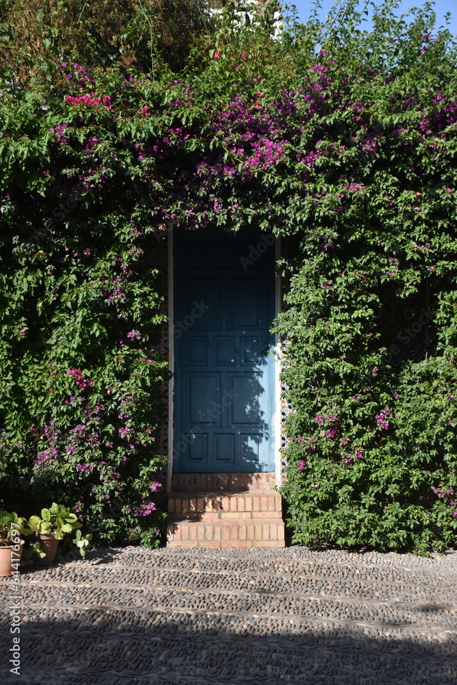 blue door background framed by a lush green bush with flowers blue door background framed by a lush green bush with flowers