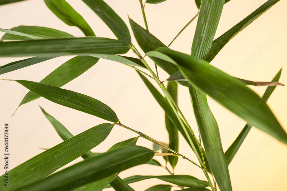 Obraz premium bamboo leaves and branches at sunrise
