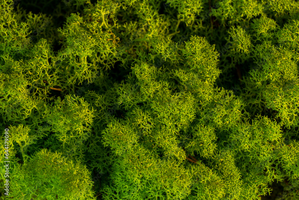 beautiful moss reindeer interior decoration beautiful moss reindeer interior decoration
