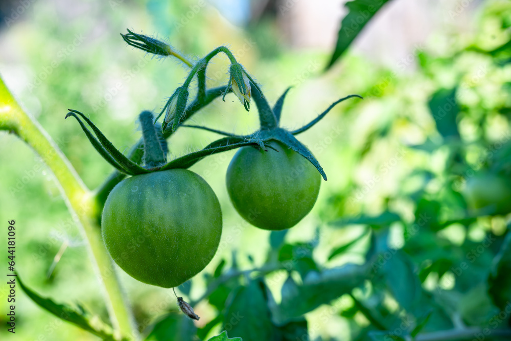 two green unripe tomatoes grow on a branch against the background of green tomato bushes two green unripe tomatoes grow on a branch against the background of green tomato bushes