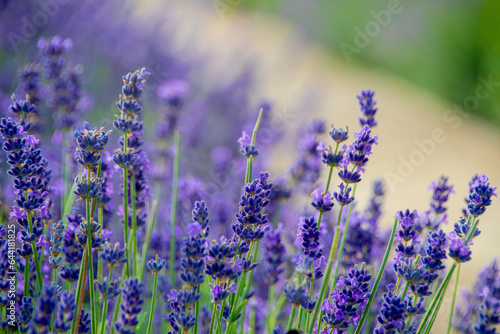 lavender field in region