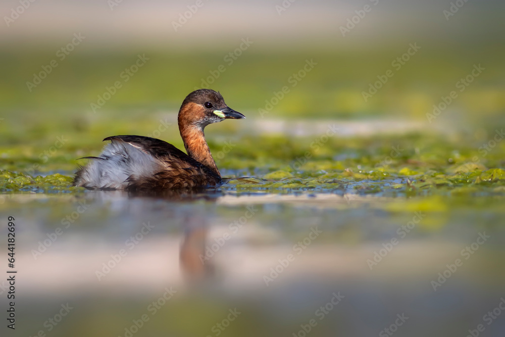 Cute little bird. A waterfowl common in wetlands Little Grebe. (Tachybaptus ruficollis). Cute little bird. A waterfowl common in wetlands Little Grebe. (Tachybaptus ruficollis).