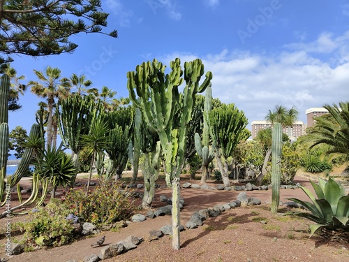 Opuntia Ficus-Indica: Prickly Pear Cactus, a Dual Delight of Beauty and Utility in Tenerife photo