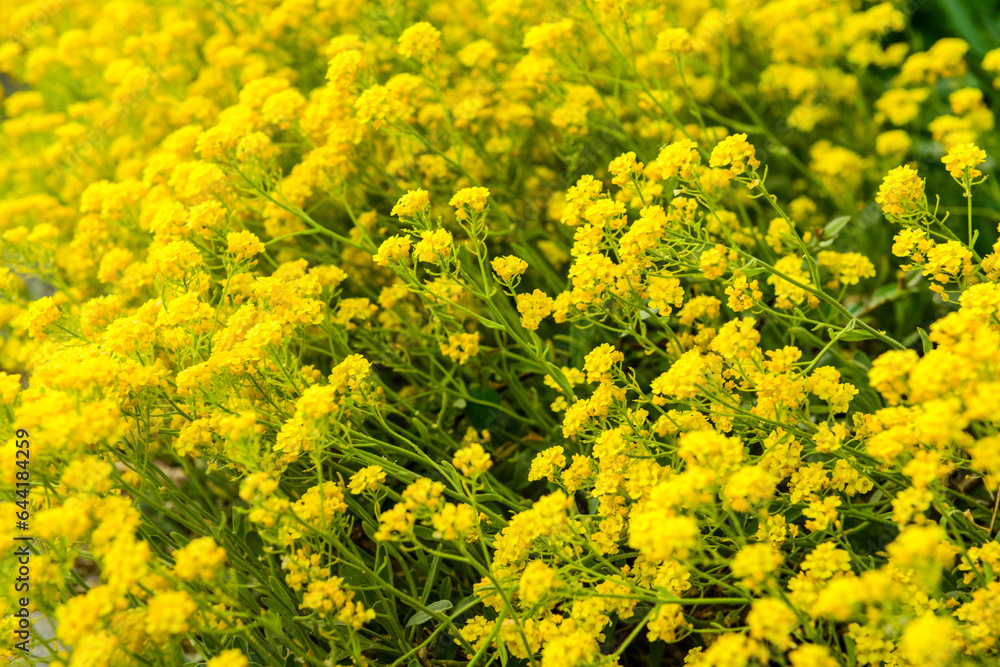 Beautiful yellow flowers blooming on sunny day, closeup Beautiful yellow flowers blooming on sunny day, closeup