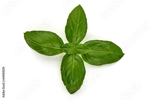 Fresh basil leaf, isolated on white background.