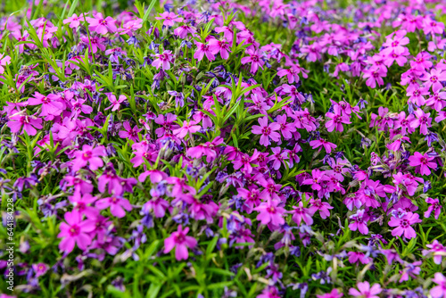 Beautiful purple flowers blooming on sunny day  closeup