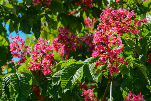 Red horse-chestnut tree with blooming flowers outdoors, closeup