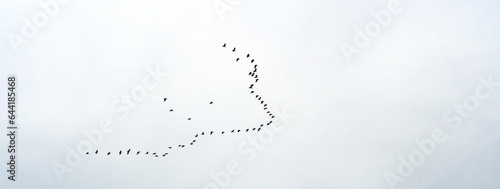 Flock of Birds flying in formation while forming an arrow. Horizontal Banners.