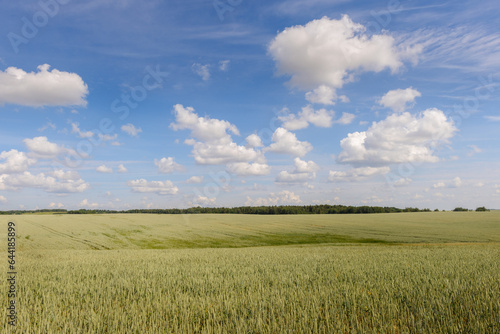 landscape with wheat field in summer day