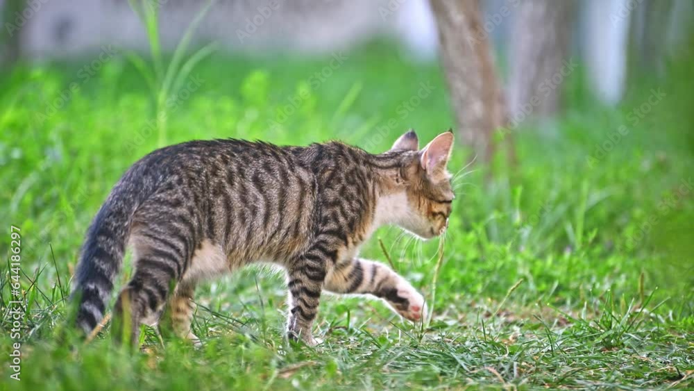 Crouching cat Crouching cat