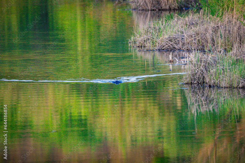 beaver swims on the river beaver swims on the river