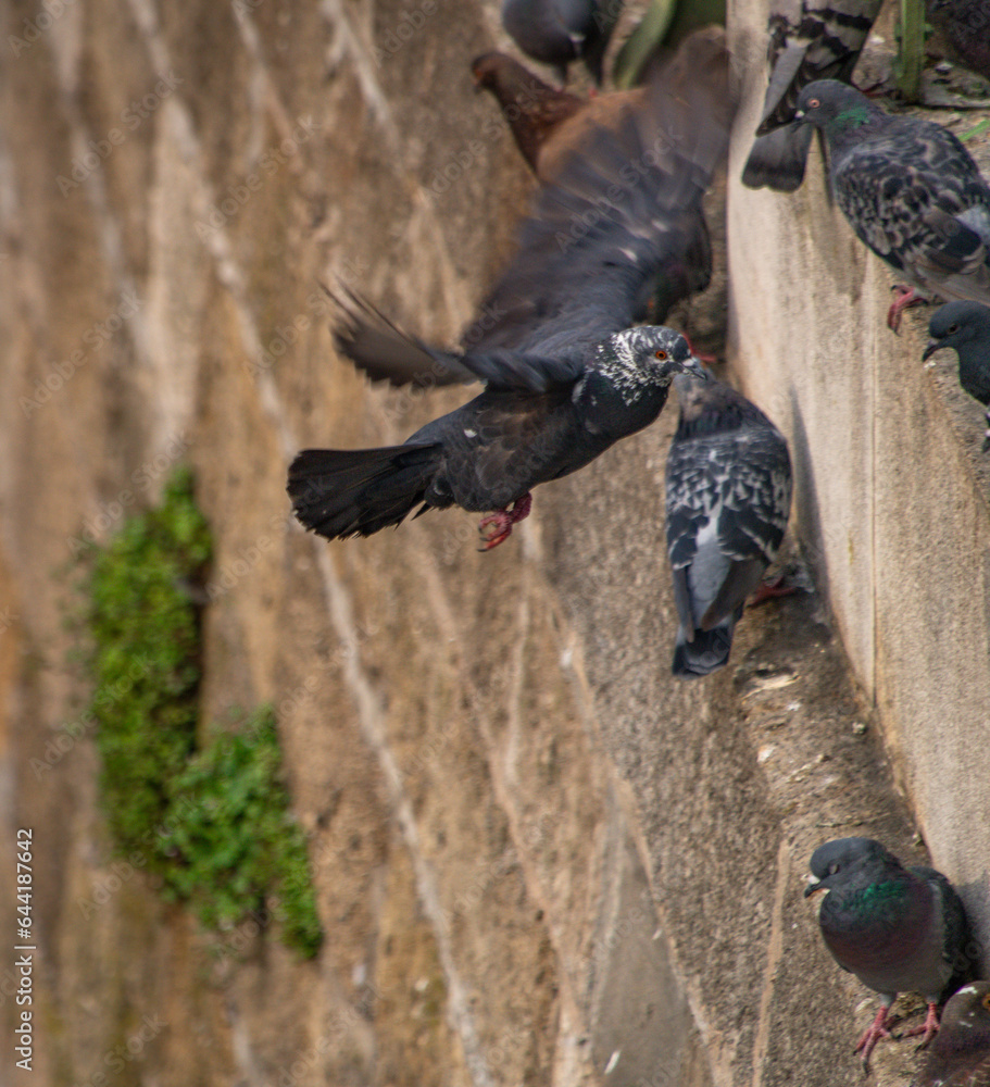 Obraz premium Pigeon birds near stone wall and green fence in morning capital Wien