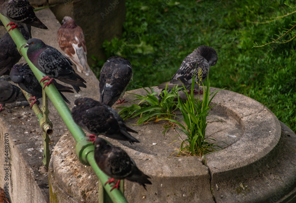 Pigeon birds near stone wall and green fence in morning capital Wien Pigeon birds near stone wall and green fence in morning capital Wien
