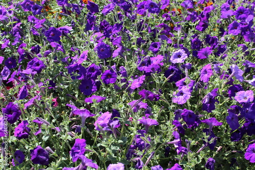 There are many monochromatic petunias blooming in the flowerbed.