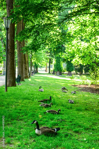 View of ducks on green gras...