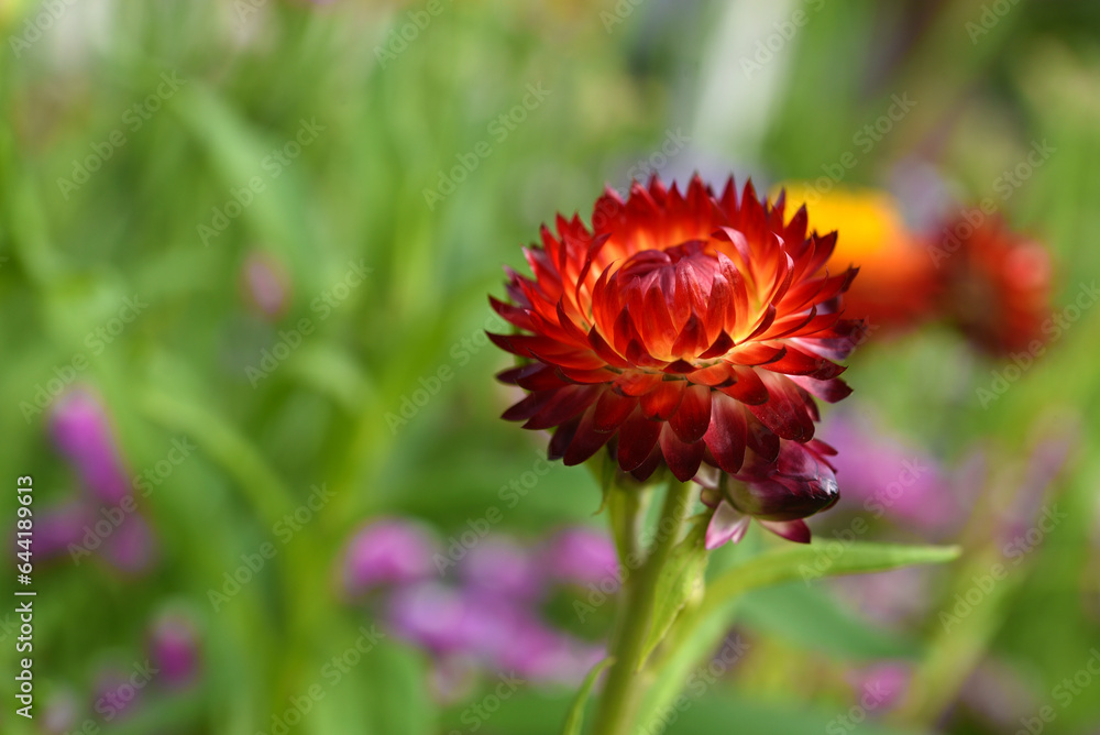 Red and yellow flowers on a background of green foliage. Helichrysum orientale. Beautiful bright flowers and background blur. Red and yellow flowers on a background of green foliage. Helichrysum orientale. Beautiful bright flowers and background blur.