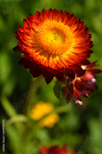 Red and yellow flowers on a background of green foliage. Helichrysum orientale. Beautiful bright flowers and background blur.
