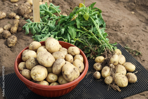 a bowl of freshly dug organic varietal potatoes and potatoes on the ground in a field, harvesting, farming