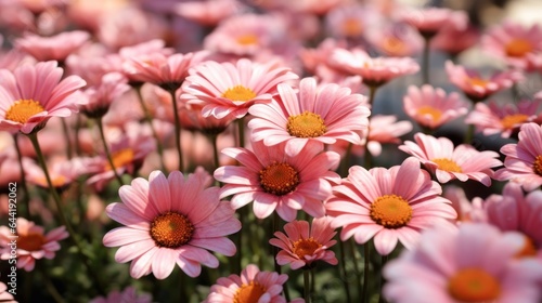 Beautiful pink daisy flowers blooming in the garden at summer. Mother s day concept with a space for a text. Valentine day concept with a copy space.