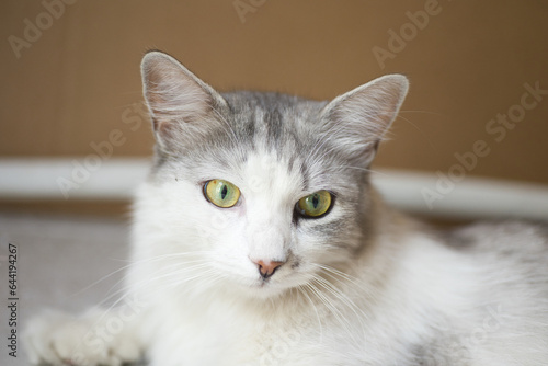 portrait of a gray fluffy domestic cat