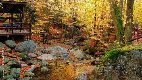 Autumn forest landscape stock video 4k