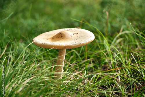 Mushroom in forest background of grass.