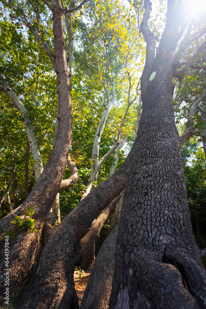 Trees and sky view. Green blue nature background.