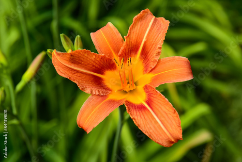 Beautiful orange lily flower in garden, closeup