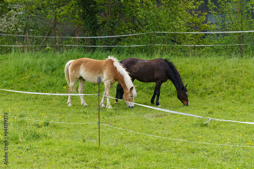 Two horses are grazing in the meadow.