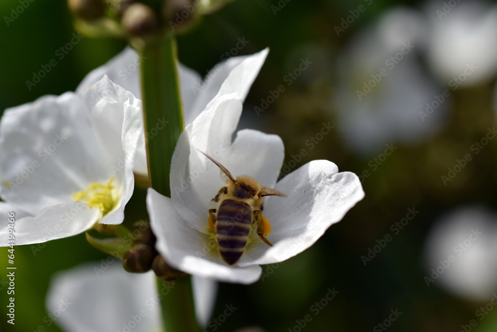 Biene auf einer Pfeilkraut-Blüte Biene auf einer Pfeilkraut-Blüte