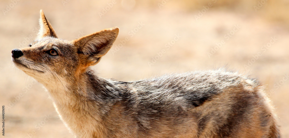 Naklejka premium Black-backed Jackal, Kgalagadi, Kalahari