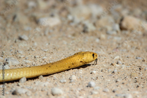 Cape Cobra, Kgalagadi, South Africa