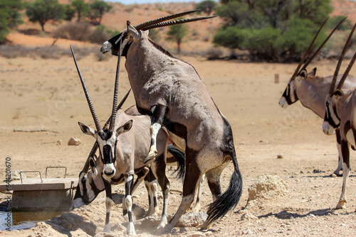 Gemsbok or Oryx mating, Kgalagadi, Kalahari  photo