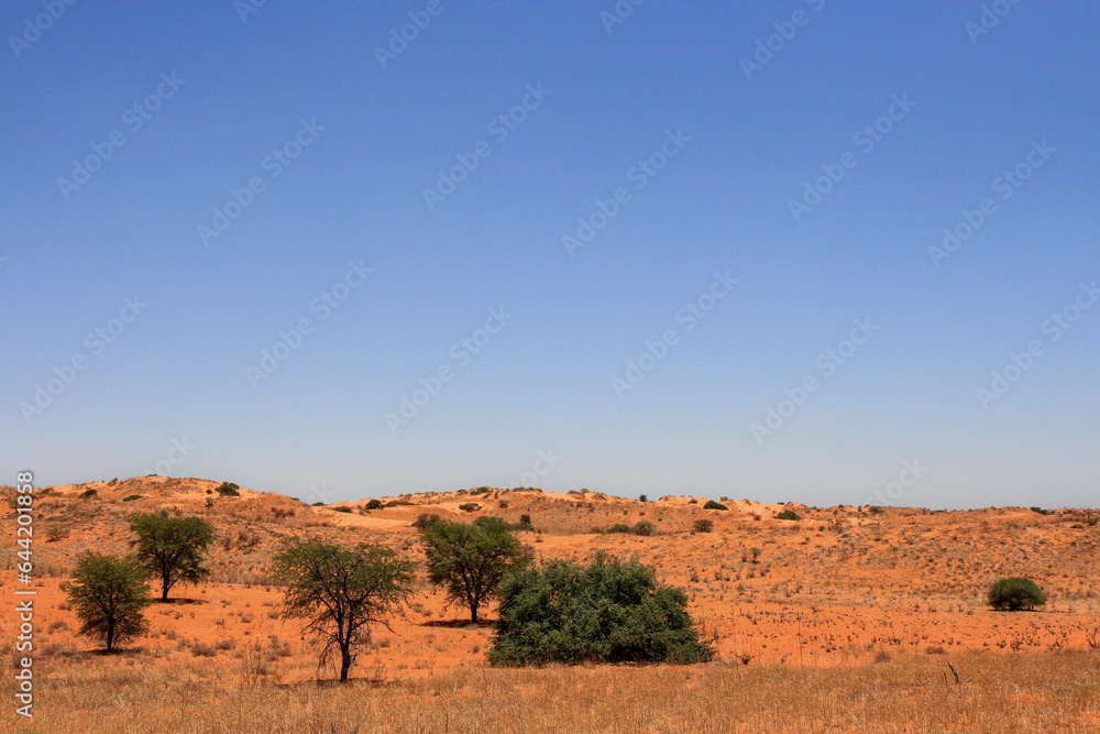 Kalahari landscape in the Kgalagadi Kalahari landscape in the Kgalagadi