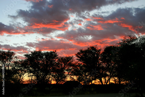 Sunrise at Nossob camp  Kgalagadi  Kalahari 