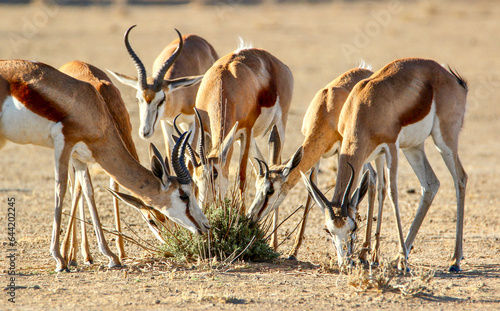 Springbok eating grass, Kgalagadi, South Africa