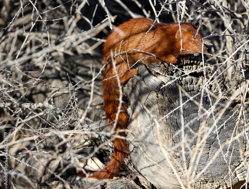 Common Slender Mongoose (Herpestes sanguines), Kgalagadi, Kalahari  photo