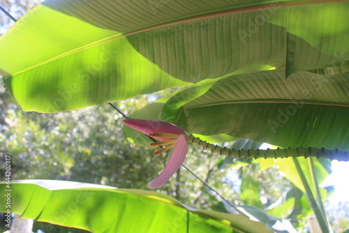 Banana Tree In Full Bloom In The Tropical Sun. 