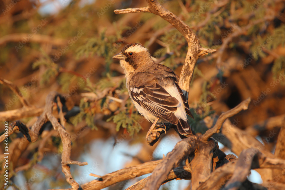 White-Browed Sparrow-Weaver, Kgalagadi, South Africa White-Browed Sparrow-Weaver, Kgalagadi, South Africa