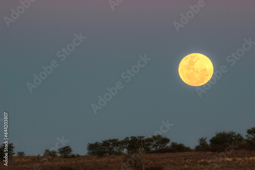 Full moon in the Kgalagadi  Kalahari